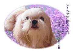 メイちゃんのメモリアル写真　ペット葬儀日：２０１０年１１月１６日　茨城県よりご依頼